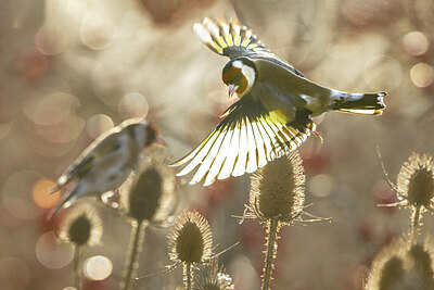 BUITEN BEELD Foto: 423905