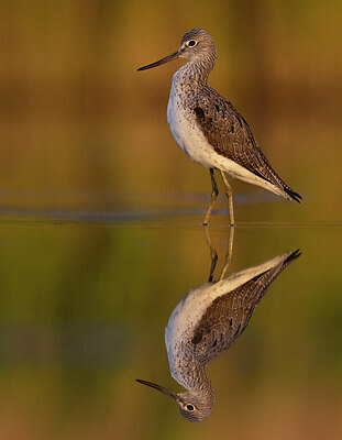 BUITEN BEELD Foto: 423937