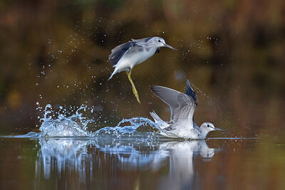 BUITEN BEELD Foto: 423938