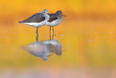 BUITEN BEELD Foto: 423941
