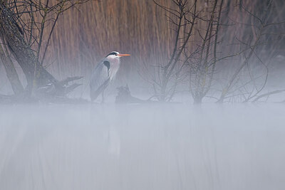 BUITEN BEELD Foto: 423949