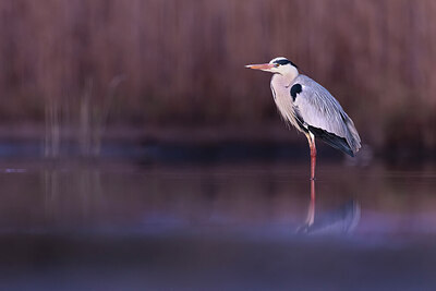 BUITEN BEELD Foto: 423954