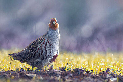 BUITEN BEELD Foto: 423955