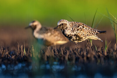 BUITEN BEELD Foto: 423958