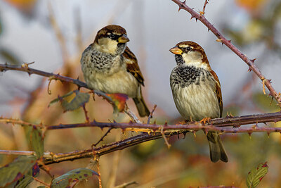 BUITEN BEELD Foto: 423967