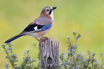 BUITEN BEELD Foto: 423972