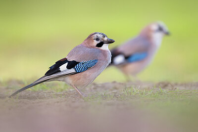 BUITEN BEELD Foto: 423973