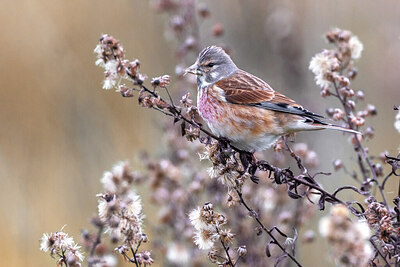 BUITEN BEELD Foto: 423978