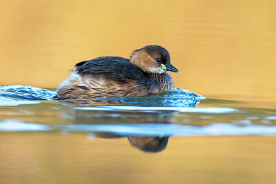 BUITEN BEELD Foto: 423993