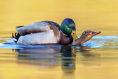 BUITEN BEELD Foto: 424009