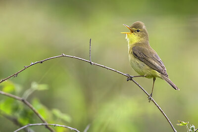 BUITEN BEELD Foto: 424018