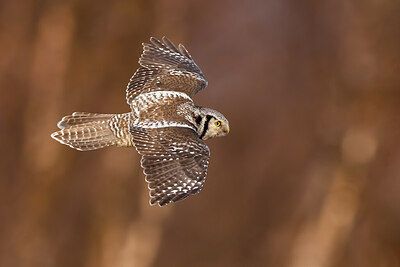 BUITEN BEELD Foto: 424033