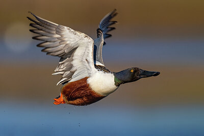 BUITEN BEELD Foto: 424038