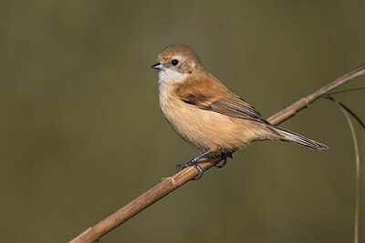 BUITEN BEELD Foto: 424040