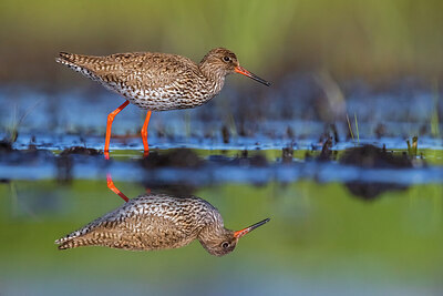 BUITEN BEELD Foto: 424078