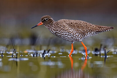 BUITEN BEELD Foto: 424082