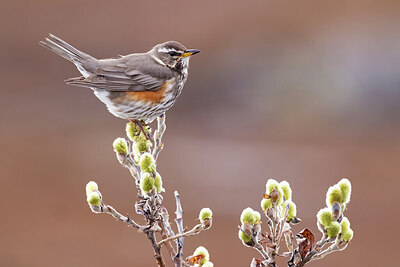 BUITEN BEELD Foto: 424086