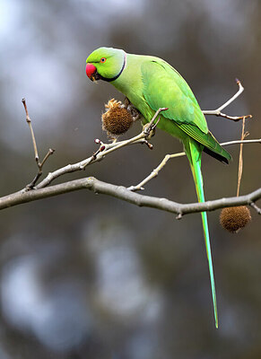 BUITEN BEELD Foto: 424089