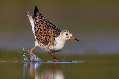 BUITEN BEELD Foto: 424106