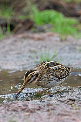 BUITEN BEELD Foto: 424129