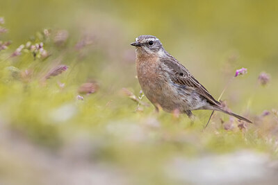 BUITEN BEELD Foto: 424137