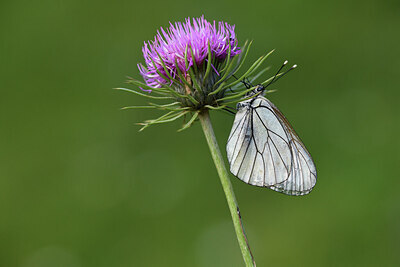 BUITEN BEELD Foto: 424152