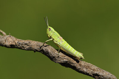 BUITEN BEELD Foto: 424155