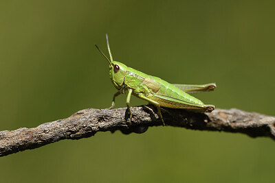 BUITEN BEELD Foto: 424156