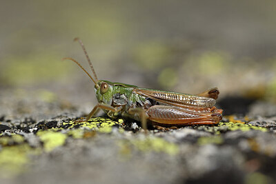 BUITEN BEELD Foto: 424162