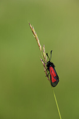 BUITEN BEELD Foto: 424167