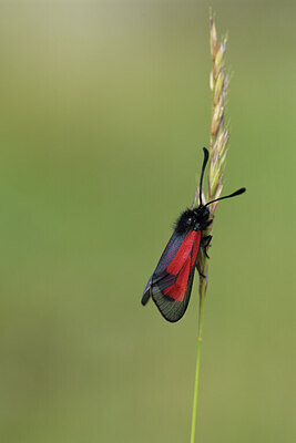 BUITEN BEELD Foto: 424168