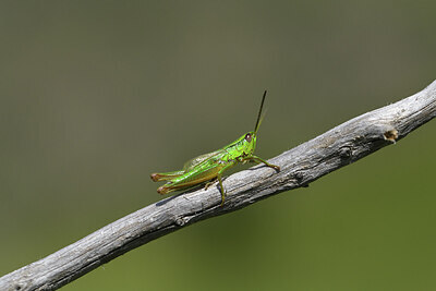 BUITEN BEELD Foto: 424171