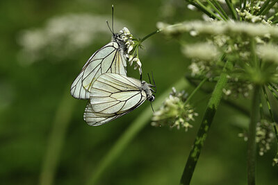 BUITEN BEELD Foto: 424175