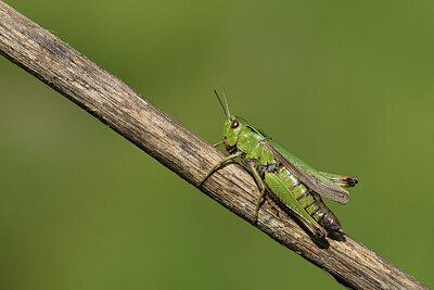 BUITEN BEELD Foto: 424176