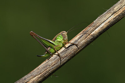 BUITEN BEELD Foto: 424177