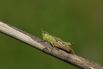 BUITEN BEELD Foto: 424178