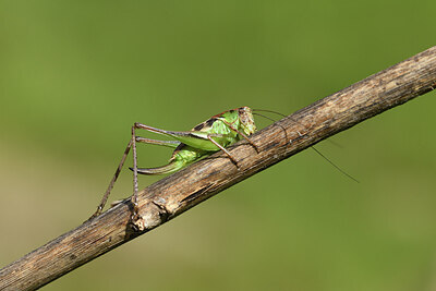 BUITEN BEELD Foto: 424183