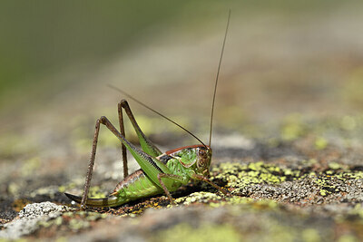 BUITEN BEELD Foto: 424185