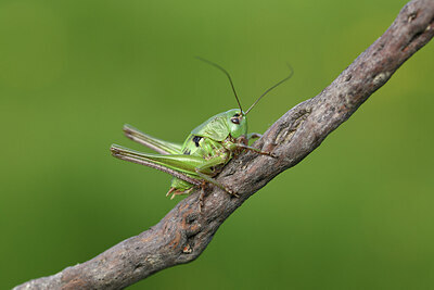 BUITEN BEELD Foto: 424189