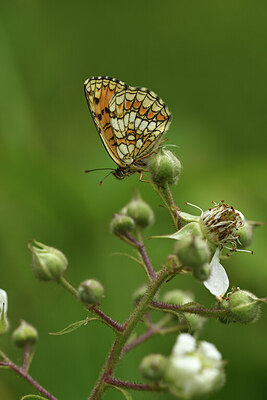 BUITEN BEELD Foto: 424198