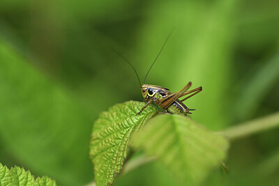 BUITEN BEELD Foto: 424203