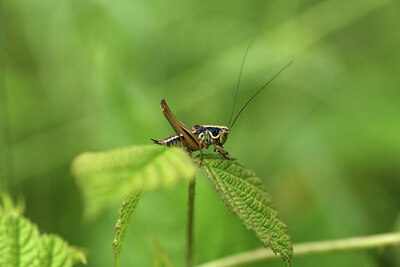 BUITEN BEELD Foto: 424204