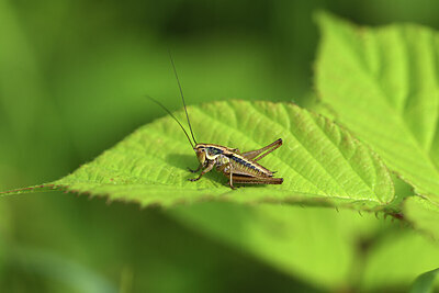 BUITEN BEELD Foto: 424208