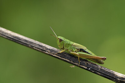 BUITEN BEELD Foto: 424213