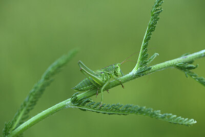 BUITEN BEELD Foto: 424217