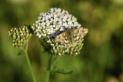 BUITEN BEELD Foto: 424220