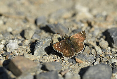 BUITEN BEELD Foto: 424225