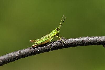 BUITEN BEELD Foto: 424227