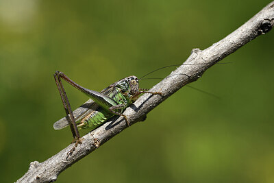 BUITEN BEELD Foto: 424229