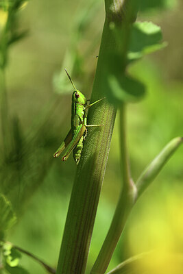 BUITEN BEELD Foto: 424234